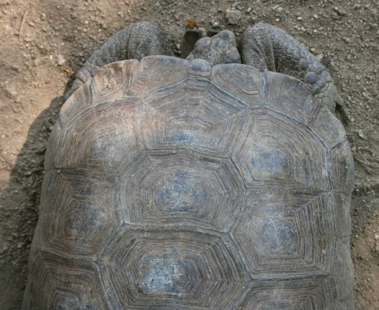 Centro mexicano de la tortuga en Oaxaca